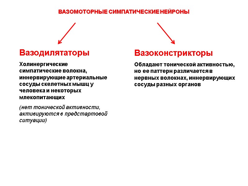 ВАЗОМОТОРНЫЕ СИМПАТИЧЕСКИЕ НЕЙРОНЫ Вазодилятаторы  Холинергические симпатические волокна, иннервирующие артериальные сосуды скелетных мышц у
